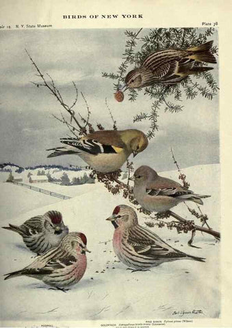Reproducción/Reproduction 7047588521: Birds of New York /. Albany :University of the State of New York,1910-1914.