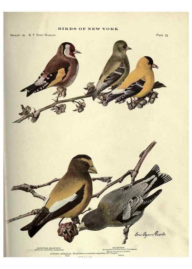Reproducción/Reproduction 7047588733: Birds of New York /. Albany :University of the State of New York,1910-1914.