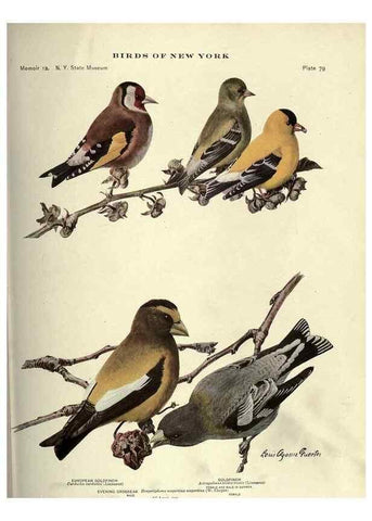 Reproducción/Reproduction 7047588733: Birds of New York /. Albany :University of the State of New York,1910-1914.