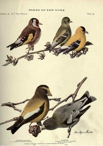 Reproducción/Reproduction 7047588733: Birds of New York /. Albany :University of the State of New York,1910-1914.
