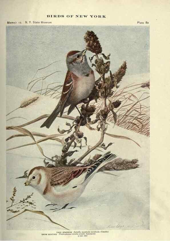 Reproducción/Reproduction 6901492240: Birds of New York /. Albany :University of the State of New York,1910-1914.