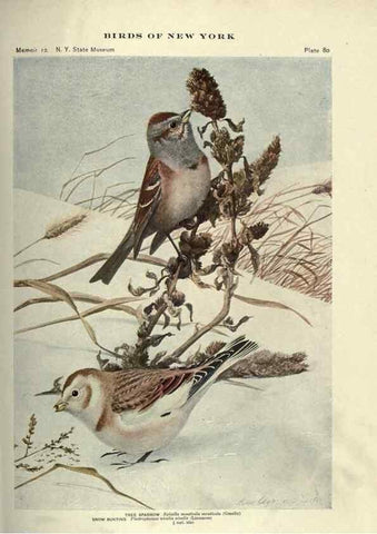 Reproducción/Reproduction 6901492240: Birds of New York /. Albany :University of the State of New York,1910-1914.