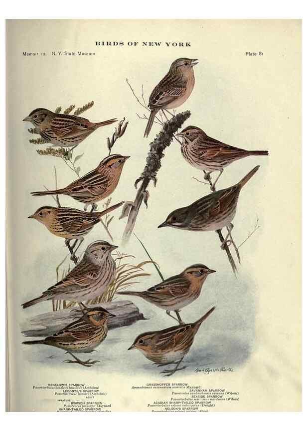 Reproducción/Reproduction 6901492502: Birds of New York /. Albany :University of the State of New York,1910-1914.