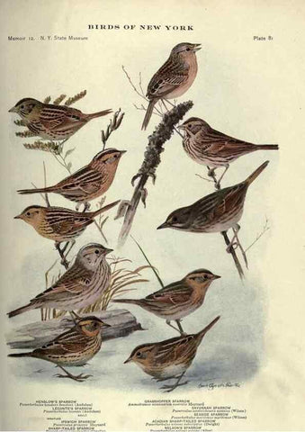 Reproducción/Reproduction 6901492502: Birds of New York /. Albany :University of the State of New York,1910-1914.