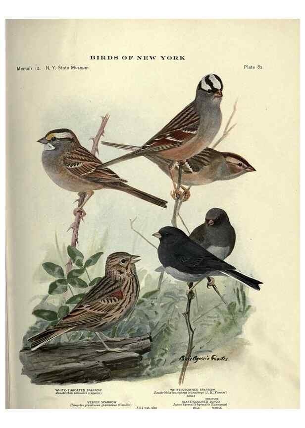 Reproducción/Reproduction 7047589443: Birds of New York /. Albany :University of the State of New York,1910-1914.