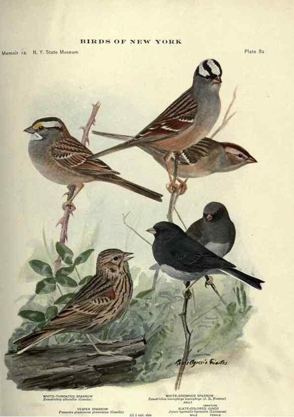 Reproducción/Reproduction 7047589443: Birds of New York /. Albany :University of the State of New York,1910-1914.