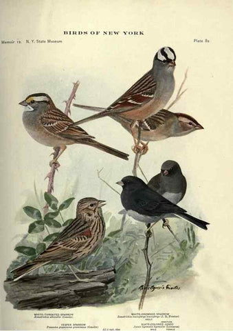Reproducción/Reproduction 7047589443: Birds of New York /. Albany :University of the State of New York,1910-1914.
