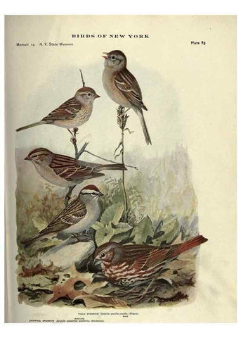 Reproducción/Reproduction 7047589799: Birds of New York /. Albany :University of the State of New York,1910-1914.
