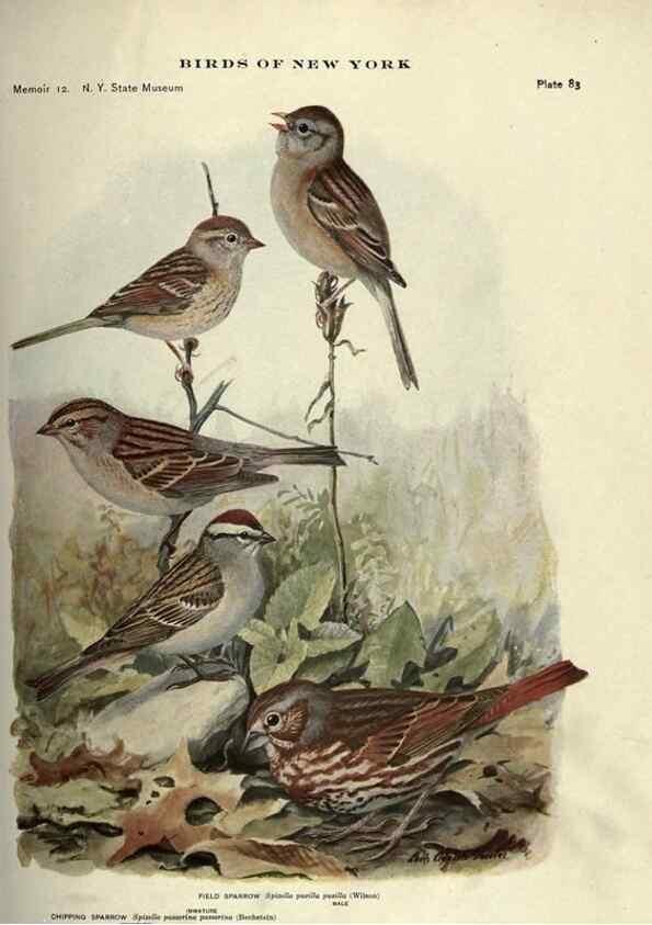 Reproducción/Reproduction 7047589799: Birds of New York /. Albany :University of the State of New York,1910-1914.
