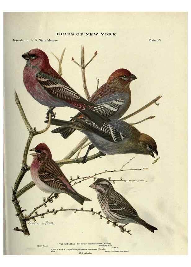 Reproducción/Reproduction 6901491228: Birds of New York /. Albany :University of the State of New York,1910-1914.