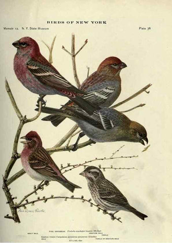 Reproducción/Reproduction 6901491228: Birds of New York /. Albany :University of the State of New York,1910-1914.