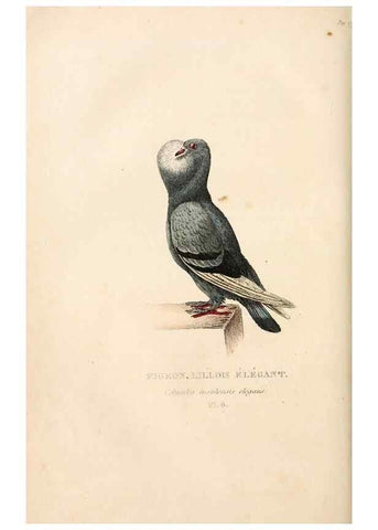 Reproducción/Reproduction 6896438622: Les pigeons. Paris,Audot,1824.