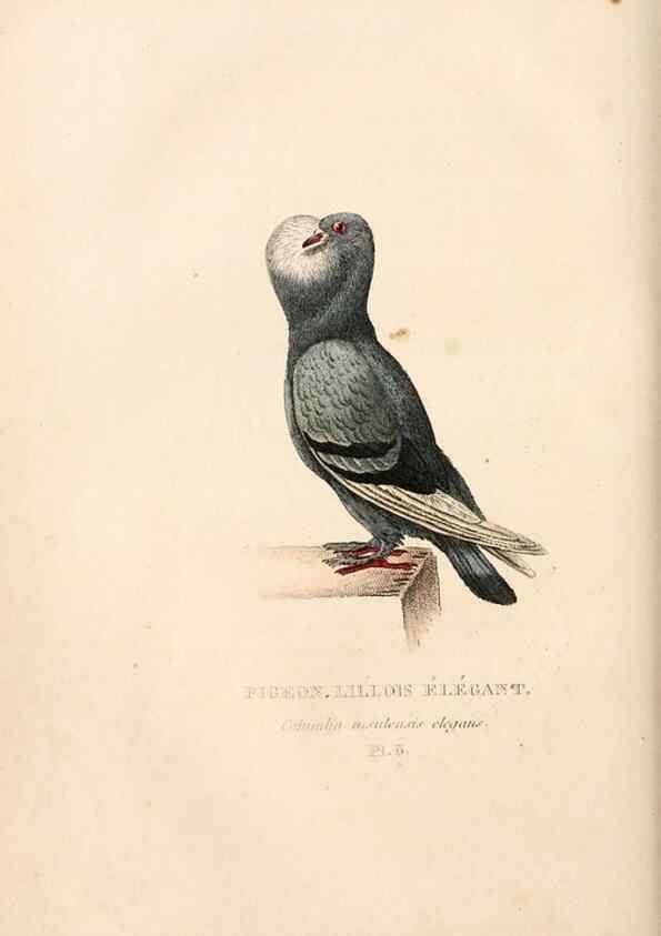 Reproducción/Reproduction 6896438622: Les pigeons. Paris,Audot,1824.