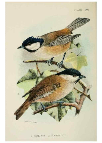 Reproducción/Reproduction 6898661410: A hand-book to the birds of Great Britain.. London,E. Lloyd, Limited,1896-1897.