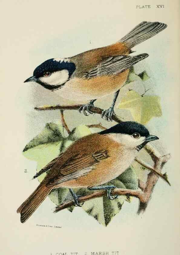 Reproducción/Reproduction 6898661410: A hand-book to the birds of Great Britain.. London,E. Lloyd, Limited,1896-1897.