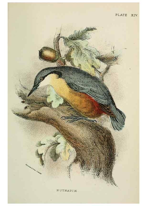 Reproducción/Reproduction 7044754655: A hand-book to the birds of Great Britain.. London,E. Lloyd, Limited,1896-1897.