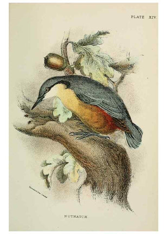 Reproducción/Reproduction 7044754655: A hand-book to the birds of Great Britain.. London,E. Lloyd, Limited,1896-1897.