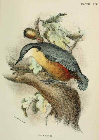 Reproducción/Reproduction 7044754655: A hand-book to the birds of Great Britain.. London,E. Lloyd, Limited,1896-1897.
