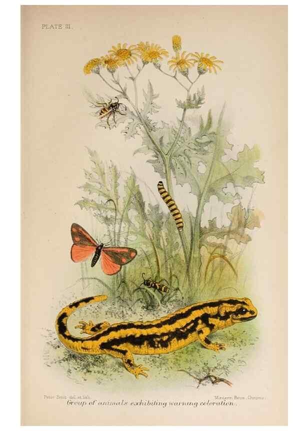 Reproducción/Reproduction 7042622427: Animal coloration;. London,S. Sonnenschein & co.;1892.
