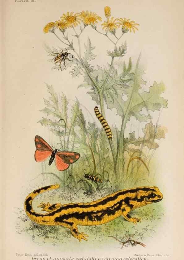 Reproducción/Reproduction 7042622427: Animal coloration;. London,S. Sonnenschein & co.;1892.