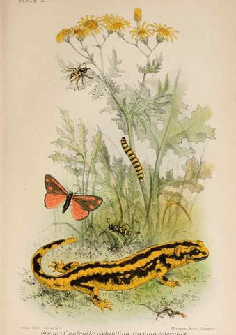 Reproducción/Reproduction 7042622427: Animal coloration;. London,S. Sonnenschein & co.;1892.