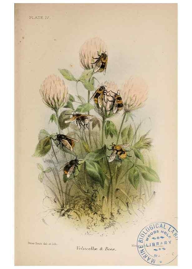 Reproducción/Reproduction 6896528088: Animal coloration;. London,S. Sonnenschein & co.;1892.