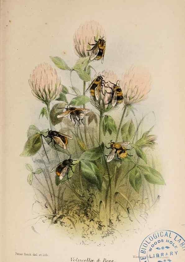 Reproducción/Reproduction 6896528088: Animal coloration;. London,S. Sonnenschein & co.;1892.