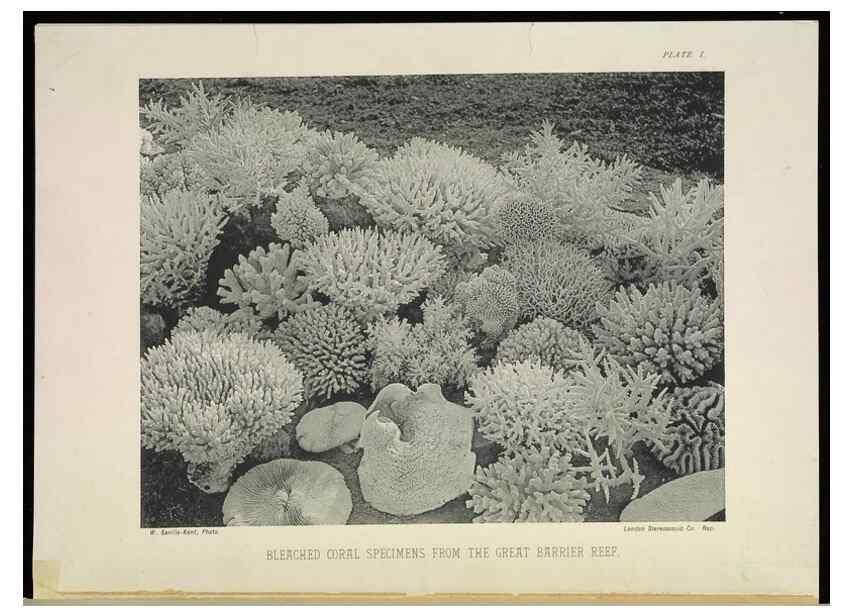 Reproducción/Reproduction 6898561516: The Great Barrier Reef of Australia;. London :W.H. Allen,[1893]