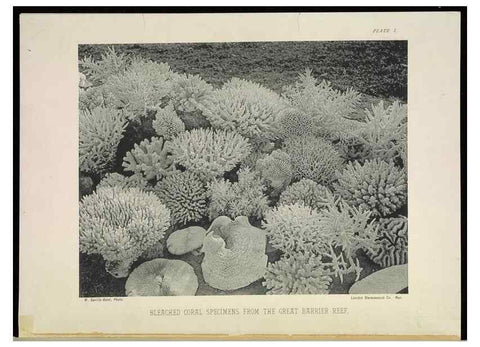 Reproducción/Reproduction 6898561516: The Great Barrier Reef of Australia;. London :W.H. Allen,[1893]