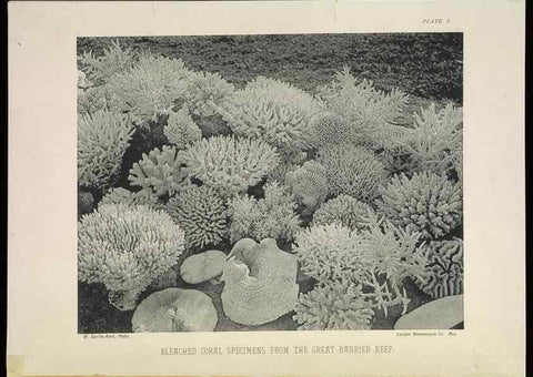 Reproducción/Reproduction 6898561516: The Great Barrier Reef of Australia;. London :W.H. Allen,[1893]