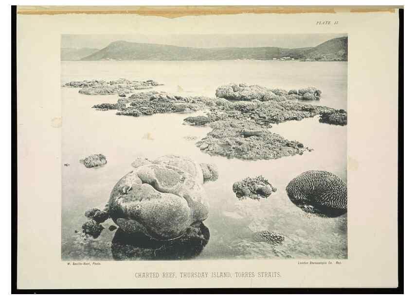 Reproducción/Reproduction 7044657633: The Great Barrier Reef of Australia;. London :W.H. Allen,[1893]