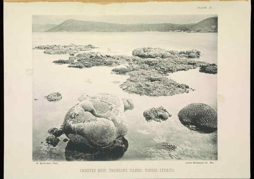 Reproducción/Reproduction 7044657633: The Great Barrier Reef of Australia;. London :W.H. Allen,[1893]
