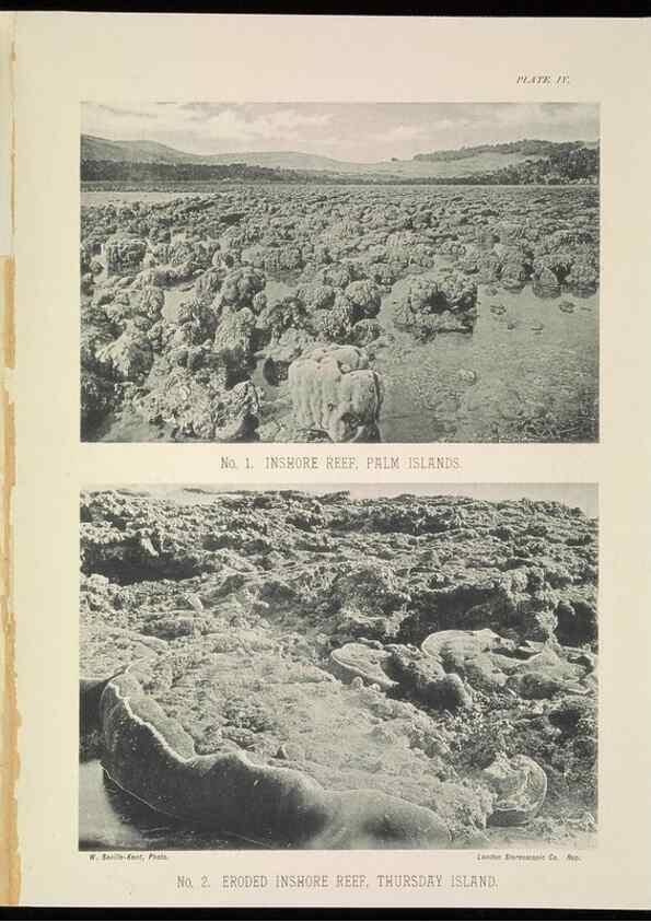 Reproducción/Reproduction 7044658013: The Great Barrier Reef of Australia;. London :W.H. Allen,[1893]