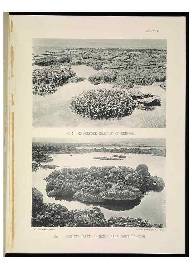 Reproducción/Reproduction 7044658323: The Great Barrier Reef of Australia;. London :W.H. Allen,[1893]