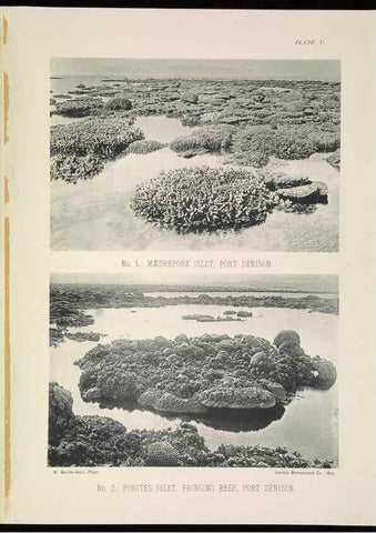 Reproducción/Reproduction 7044658323: The Great Barrier Reef of Australia;. London :W.H. Allen,[1893]