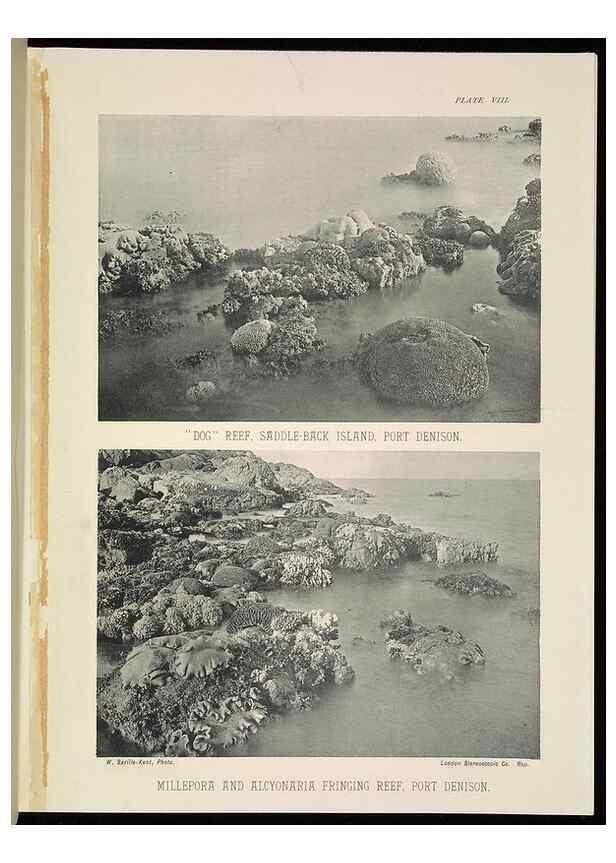 Reproducción/Reproduction 6898563186: The Great Barrier Reef of Australia;. London :W.H. Allen,[1893]