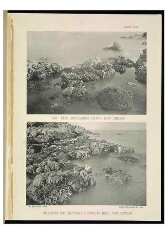 Reproducción/Reproduction 6898563186: The Great Barrier Reef of Australia;. London :W.H. Allen,[1893]