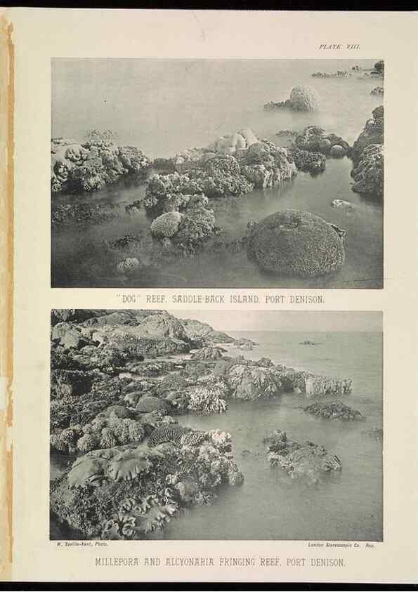 Reproducción/Reproduction 6898563186: The Great Barrier Reef of Australia;. London :W.H. Allen,[1893]