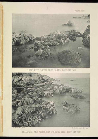 Reproducción/Reproduction 6898563186: The Great Barrier Reef of Australia;. London :W.H. Allen,[1893]