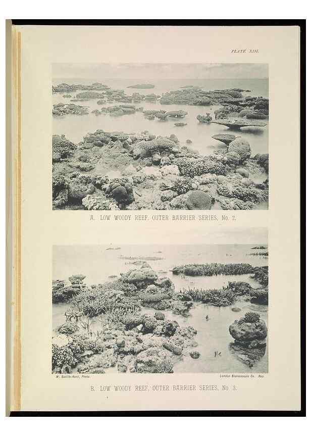 Reproducción/Reproduction 7044659581: The Great Barrier Reef of Australia;. London :W.H. Allen,[1893]