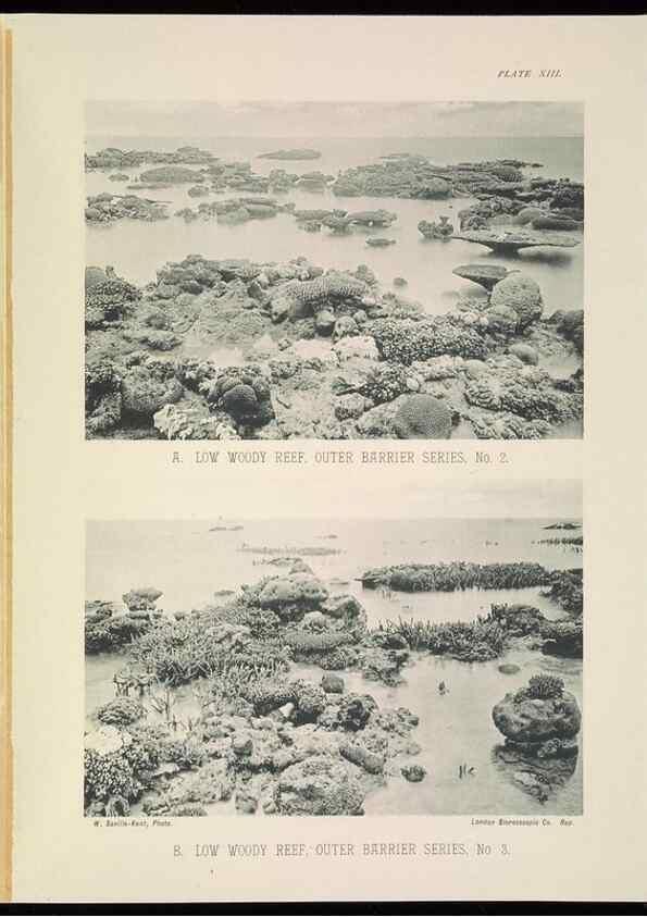 Reproducción/Reproduction 7044659581: The Great Barrier Reef of Australia;. London :W.H. Allen,[1893]
