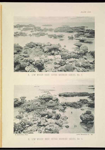 Reproducción/Reproduction 7044659581: The Great Barrier Reef of Australia;. London :W.H. Allen,[1893]