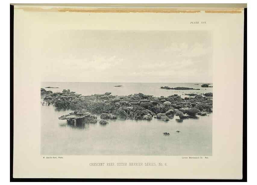 Reproducción/Reproduction 7044659797: The Great Barrier Reef of Australia;. London :W.H. Allen,[1893]