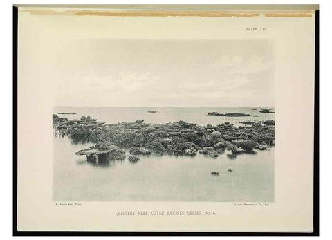 Reproducción/Reproduction 7044659797: The Great Barrier Reef of Australia;. London :W.H. Allen,[1893]