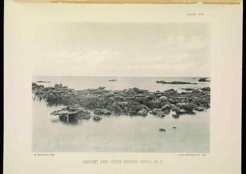 Reproducción/Reproduction 7044659797: The Great Barrier Reef of Australia;. London :W.H. Allen,[1893]