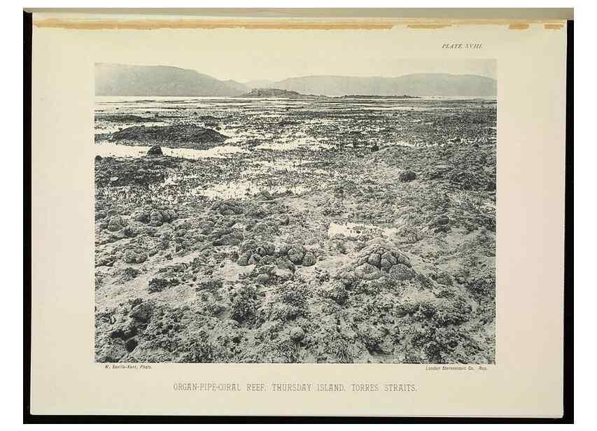 Reproducción/Reproduction 6898564336: The Great Barrier Reef of Australia;. London :W.H. Allen,[1893]