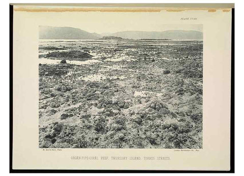 Reproducción/Reproduction 6898564336: The Great Barrier Reef of Australia;. London :W.H. Allen,[1893]