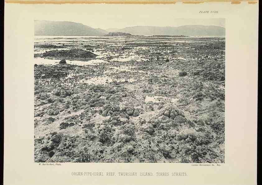 Reproducción/Reproduction 6898564336: The Great Barrier Reef of Australia;. London :W.H. Allen,[1893]