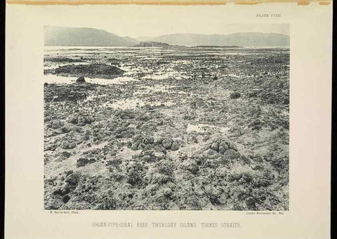 Reproducción/Reproduction 6898564336: The Great Barrier Reef of Australia;. London :W.H. Allen,[1893]