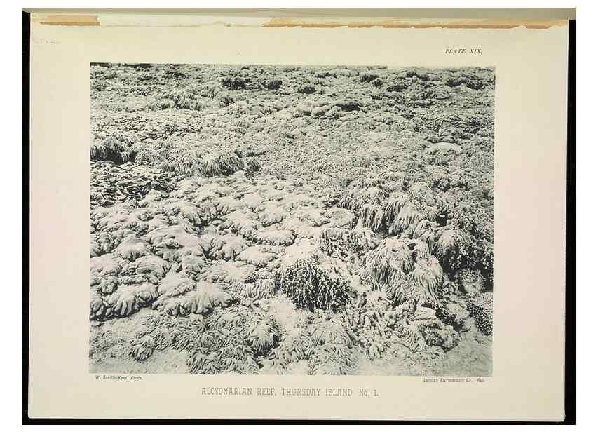 Reproducción/Reproduction 6898564646: The Great Barrier Reef of Australia;. London :W.H. Allen,[1893]